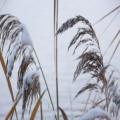 Schilf im Schnee (tn_100_4037.jpg) Zeesner See im Landkreis Dahme Spreewald